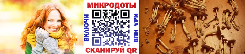 OMG ONION  Ликино-Дулёво  Галлюциногенные грибы Psilocybe 